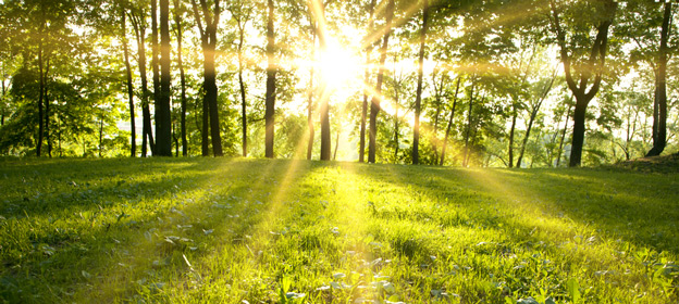 woods in sunlight