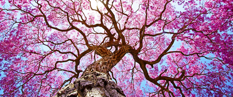 Acupuncture treatment at the Orange Grove Clinic, Norwich